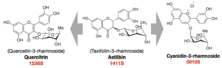 Astilbin から、Quercitrin と Cyanidin-3-rhamnoside が合成される
